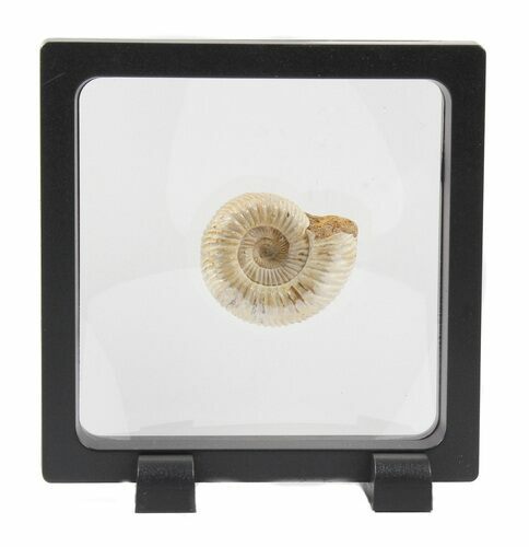 Perisphinctes Ammonite Fossil In Display Case #40017